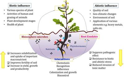 Revisiting Plant–Microbe Interactions and Microbial Consortia Application for Enhancing Sustainable Agriculture: A Review